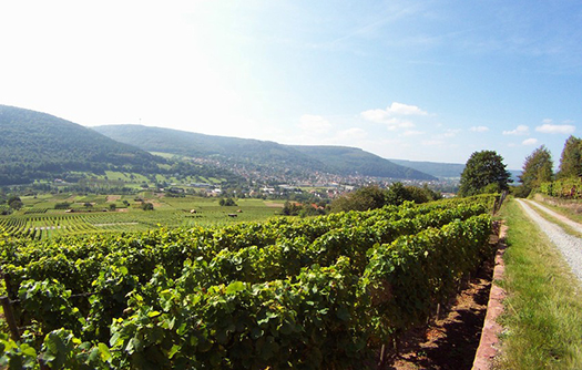 Weinberge bei Bürgstadt