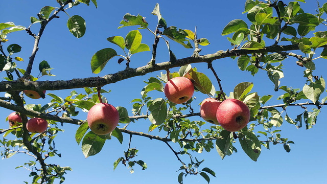 Obstbaum