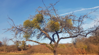 Laubholzmistel