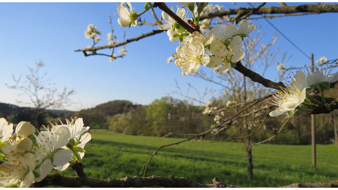 Apfelblüte