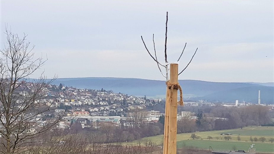 Frisch gepflanzter Baum