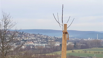 Frisch gepflanzter Baum