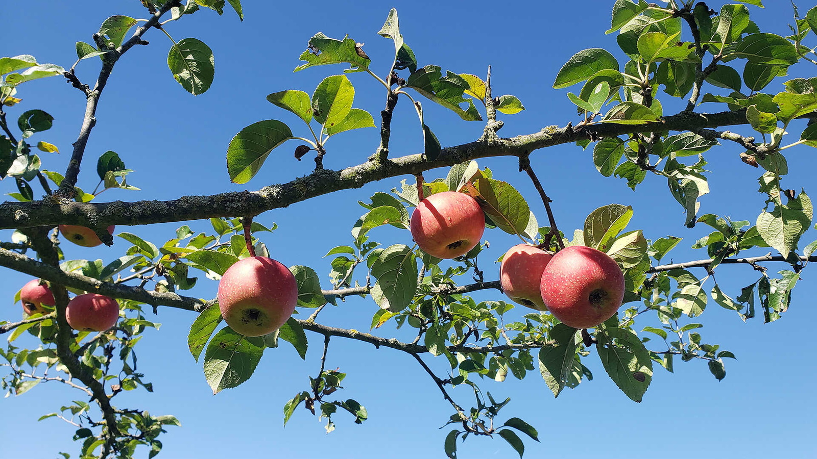 Obstbaum