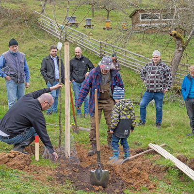 Ein Baum wird gepflanzt