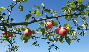 Obstbaum